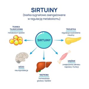 Sirtuiny – enzymy długowieczności