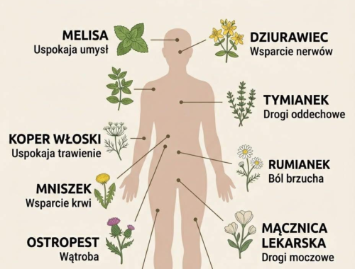 infografika